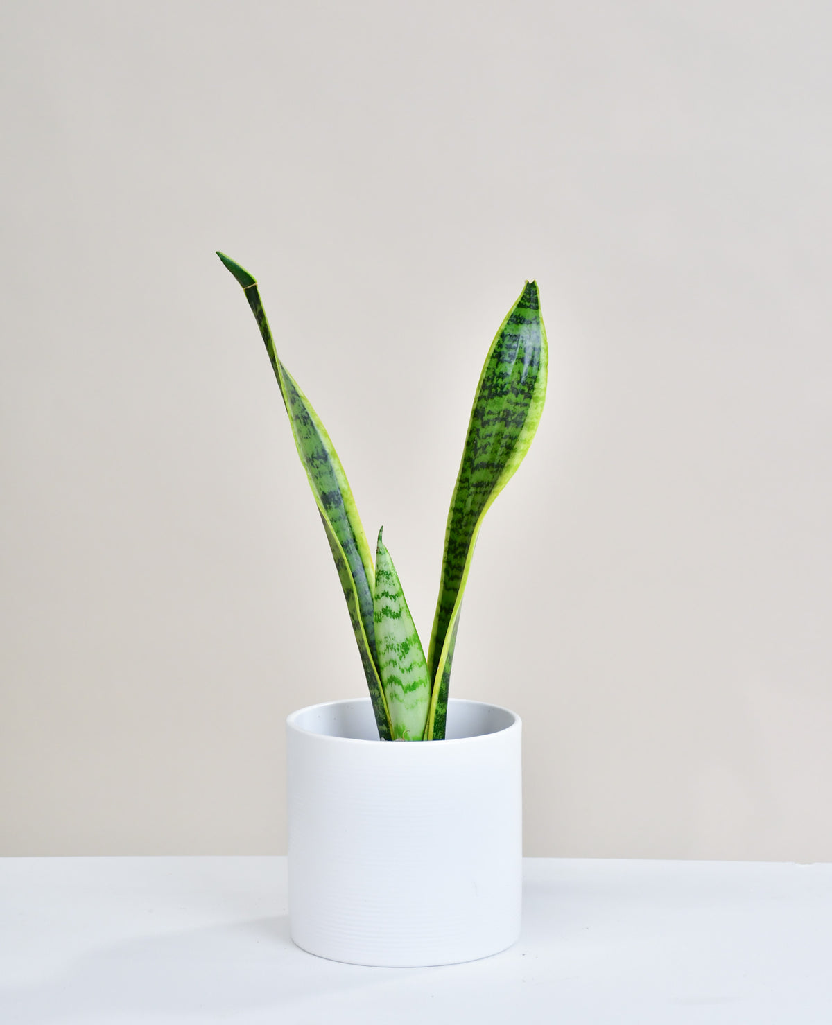 Sansevière trifasciata « Laurentii » 