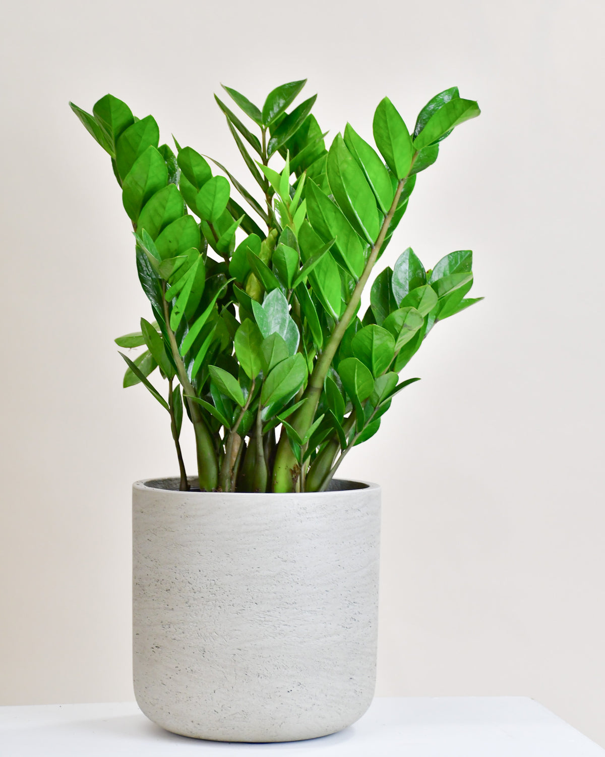 Zamioculcas zamiifolia