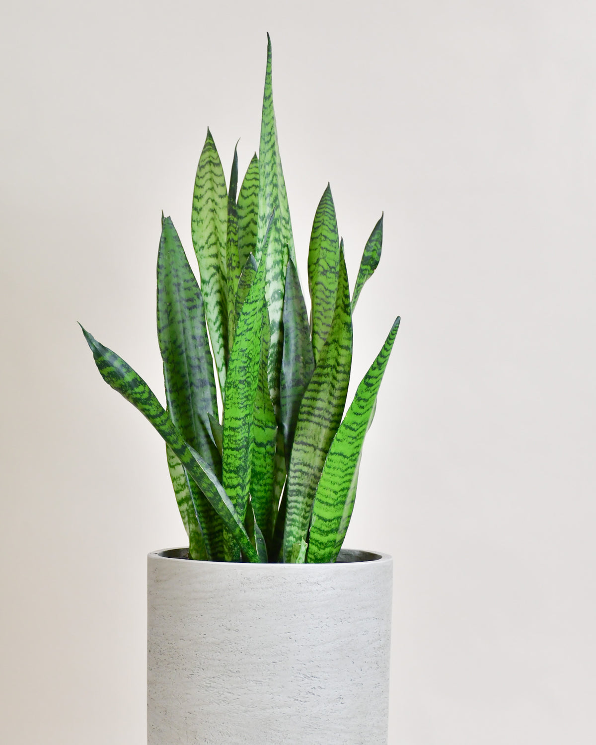 Sansevière trifasciata zeylanica