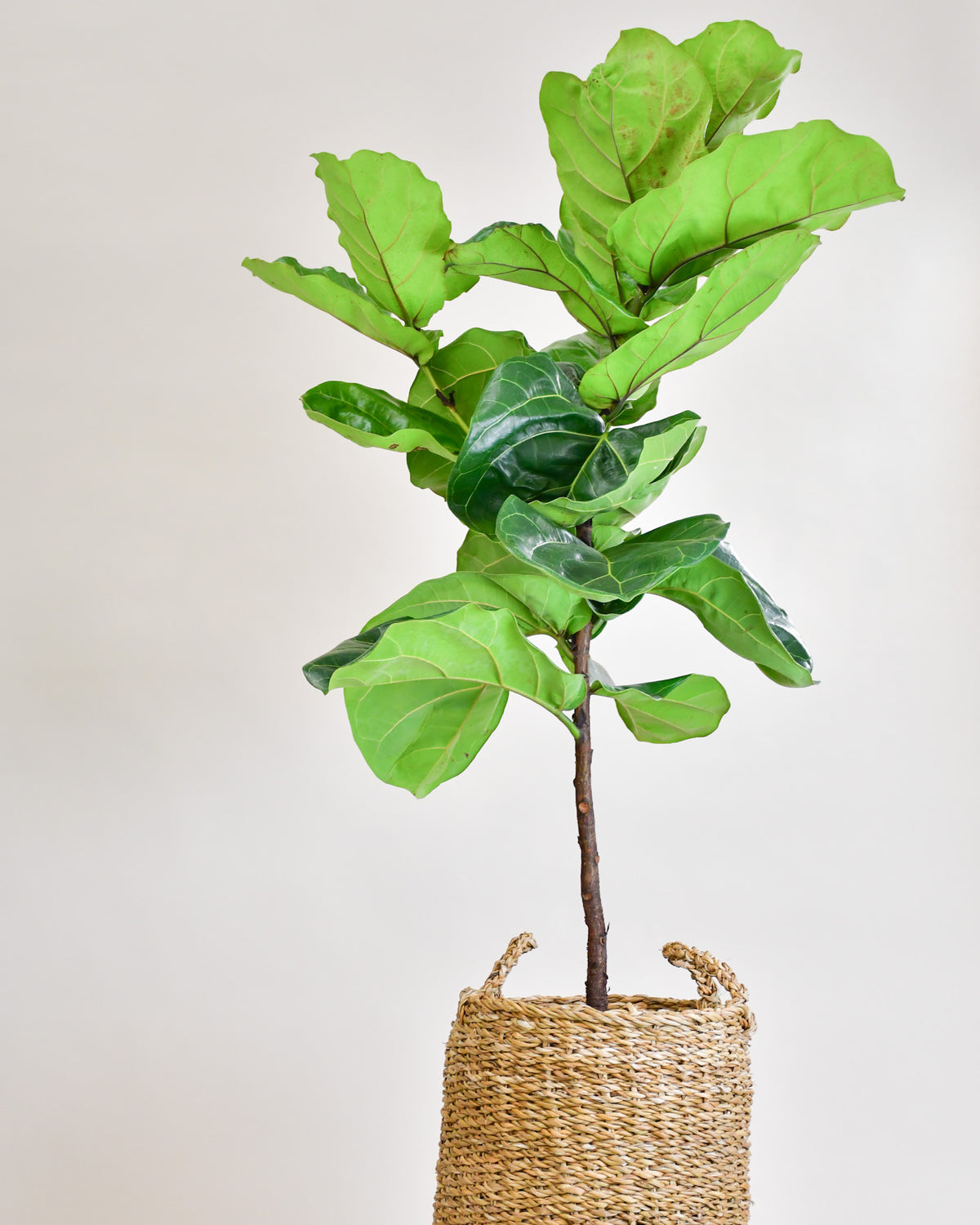Ficus Lyrata Arbre