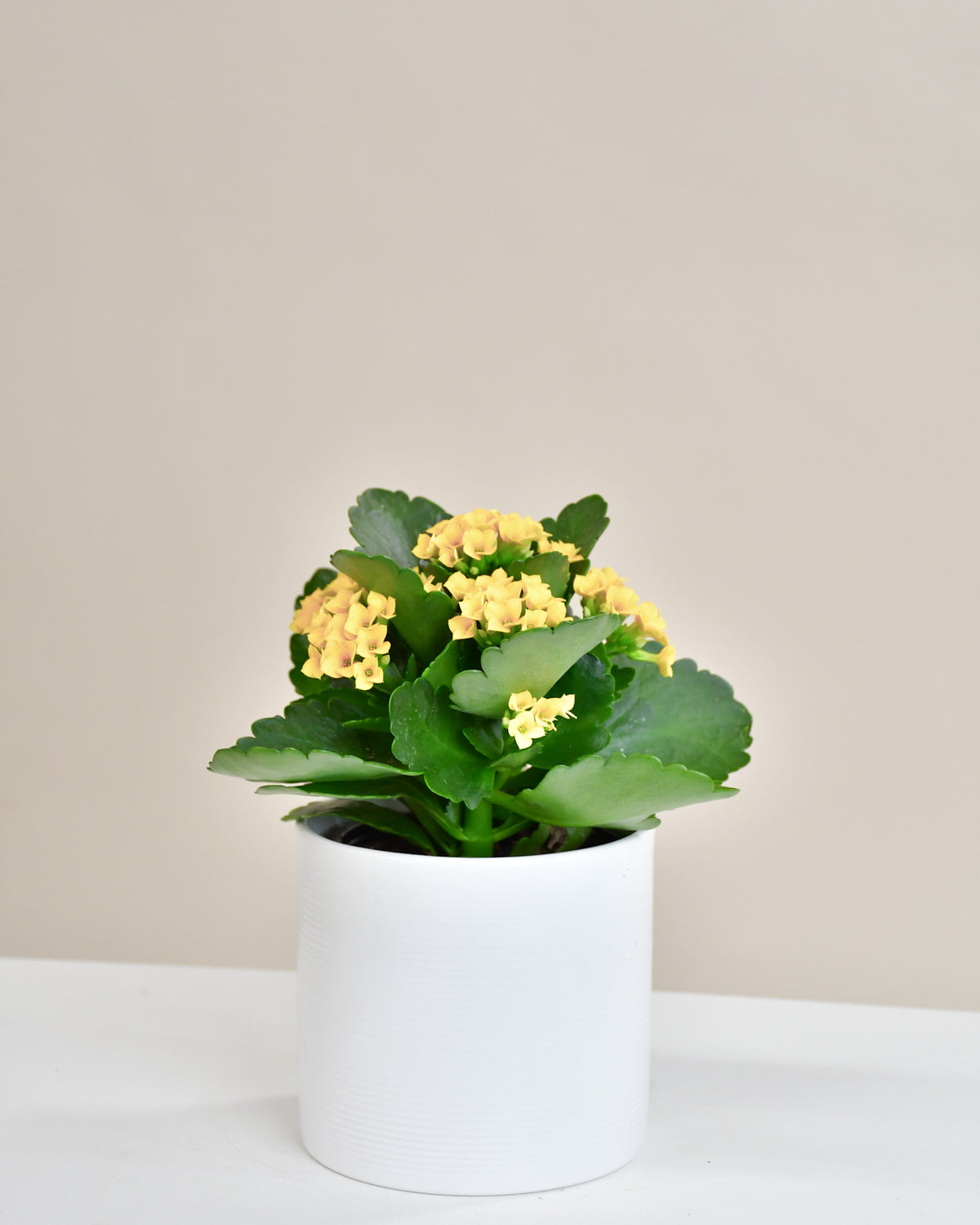 Kalanchoe blossfeldiana