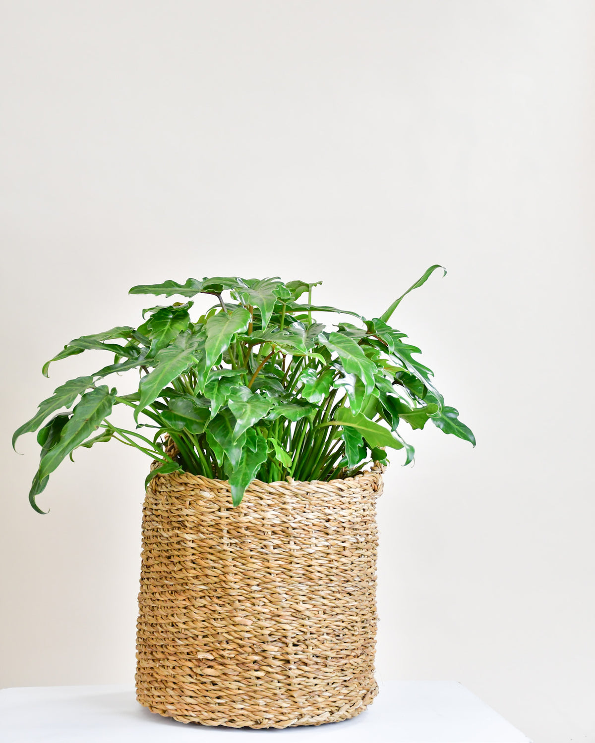 Philodendron « Xanadu »