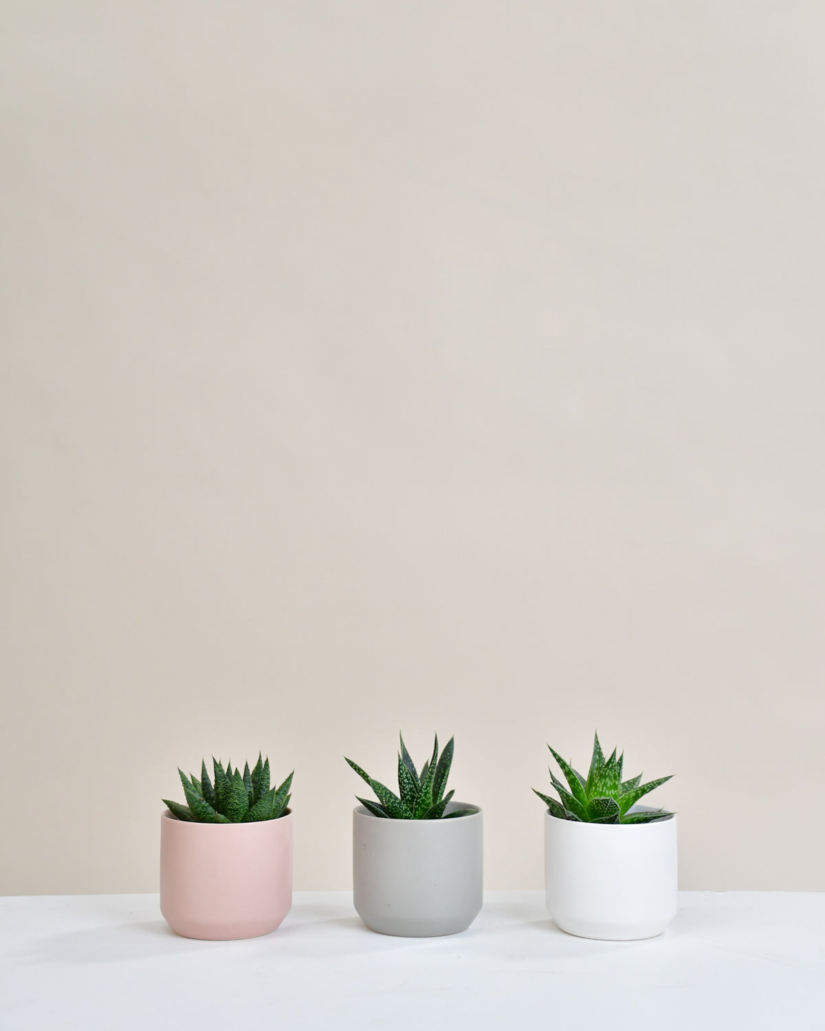 Gasteria assortie