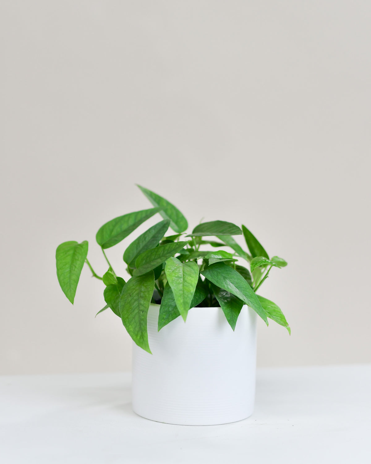 Pothos « Cebu Blue »