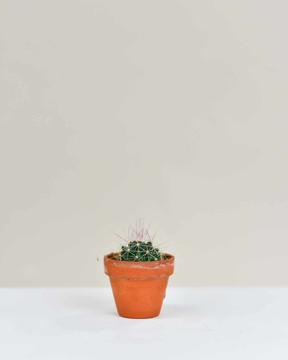 Cactus avec pot de grès