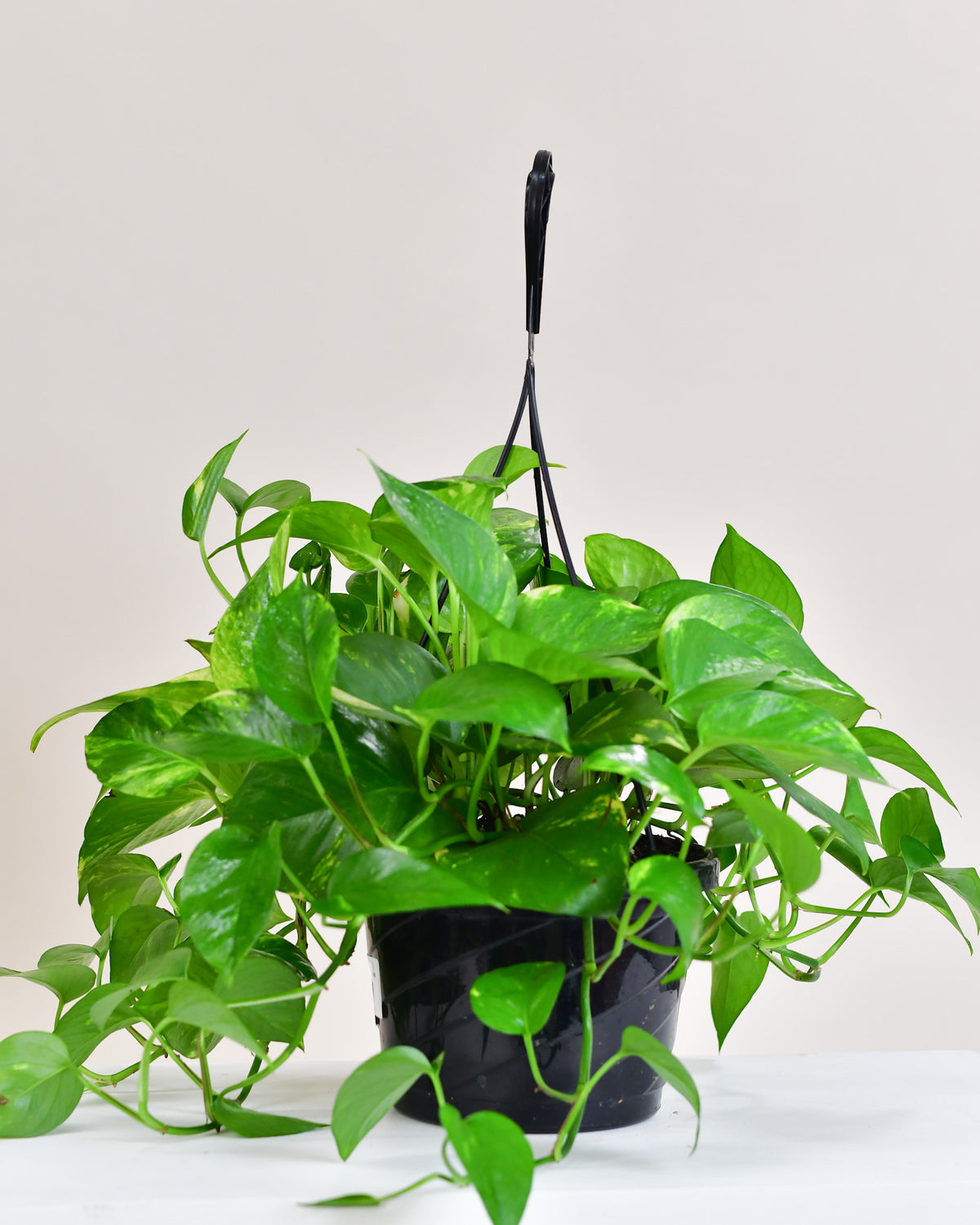 Pothos « Golden »