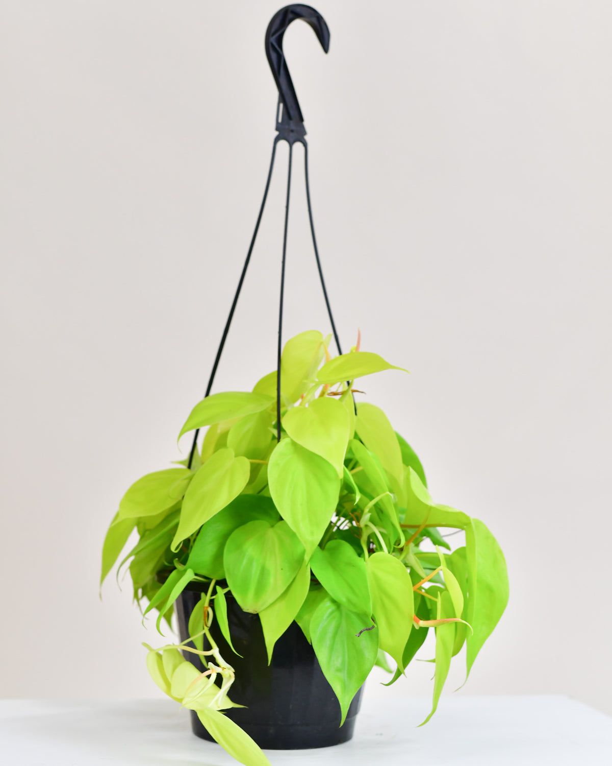 Philodendron cordatum « Lemon Lime »