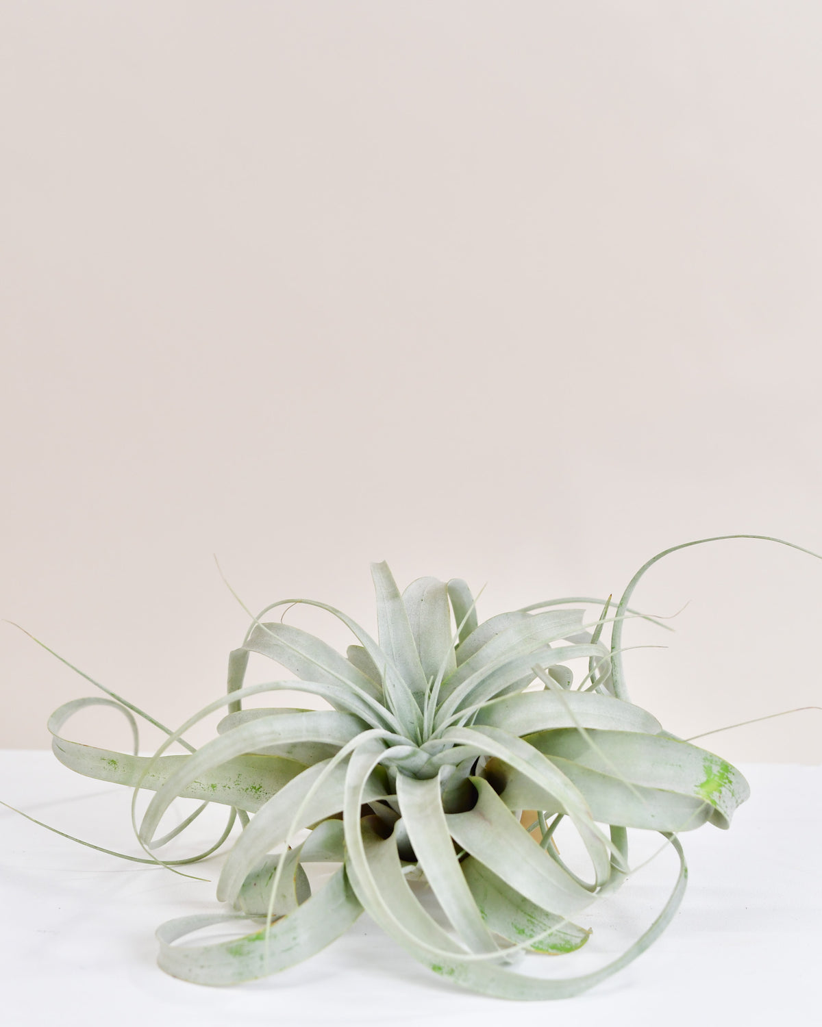 Tillandsia « Xerographica » 