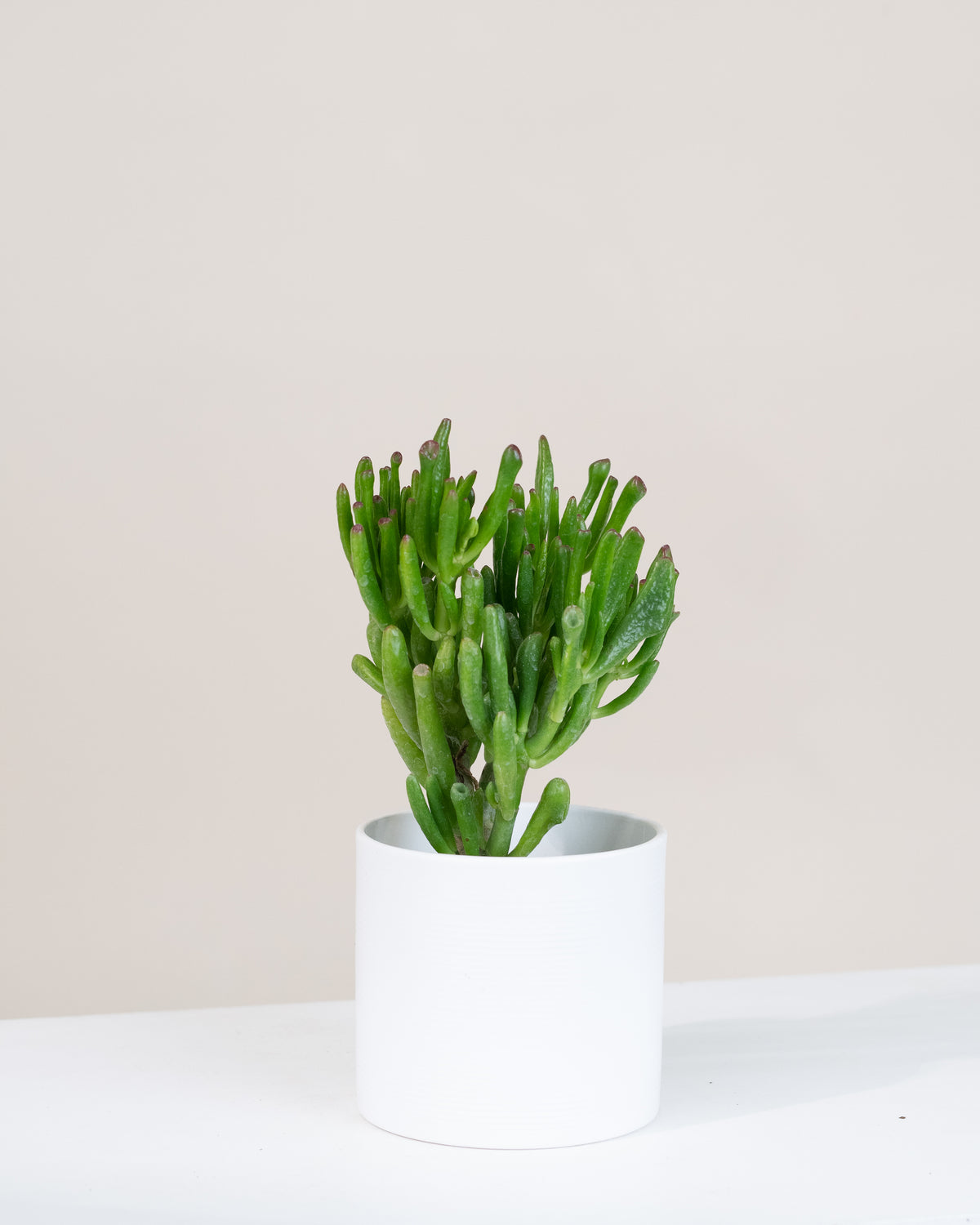 Crassula ovata « Hobbit »