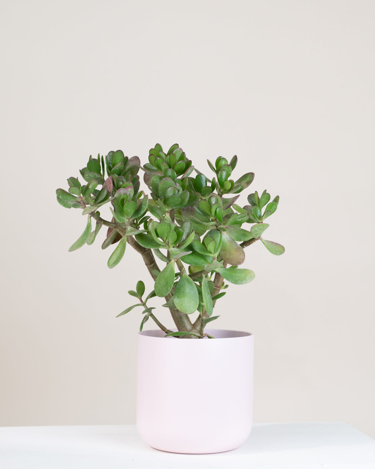 Crassula ovata