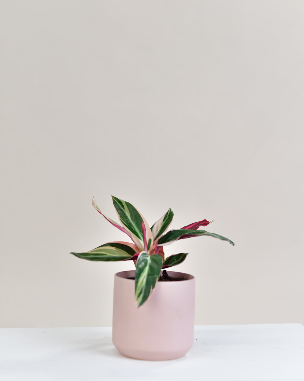 Stromanthe sanguinea « Triostar » 