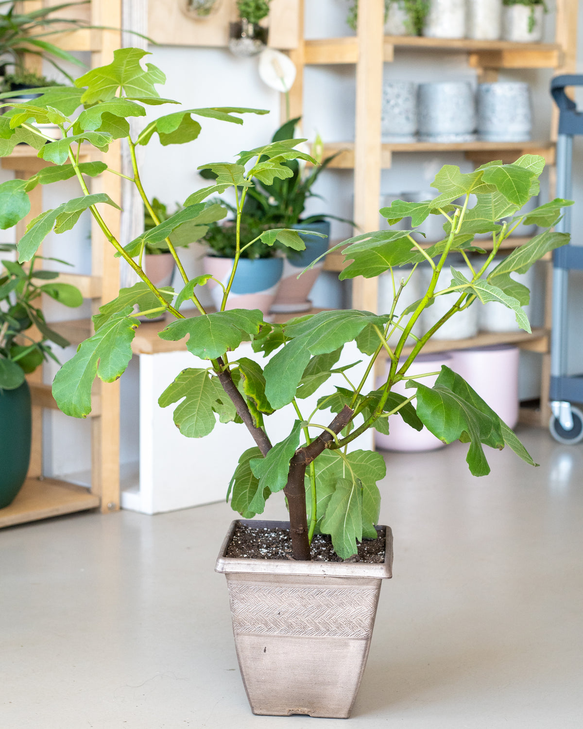 Ficus carica  « Figuier » 