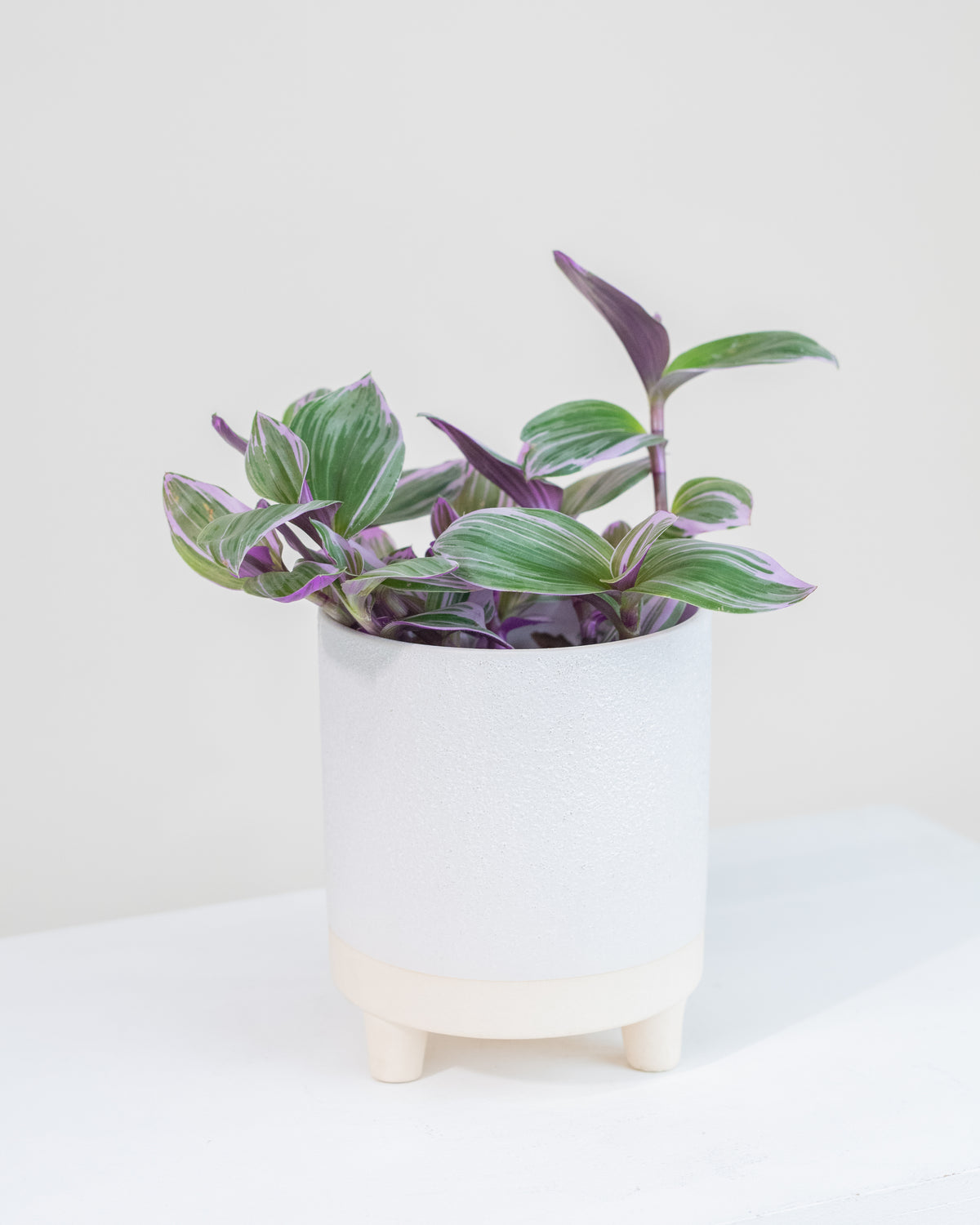 Tradescantia albiflora « Nanouk » 