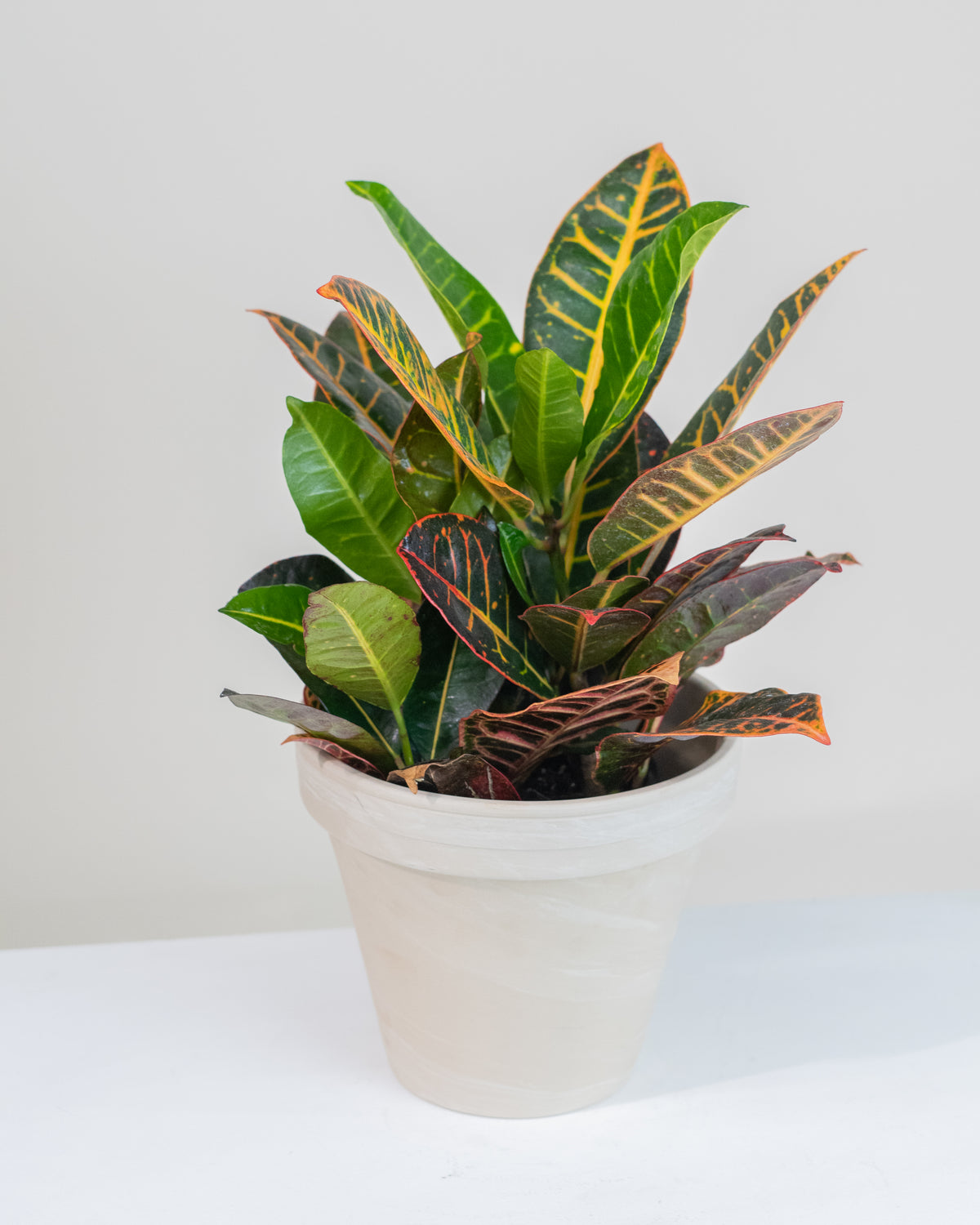 Codiaeum assorties