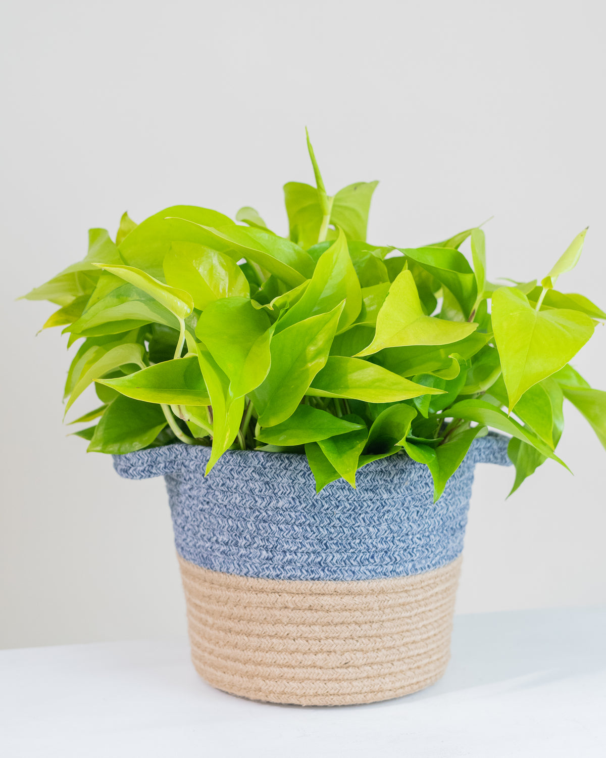 Pothos « Neon »
