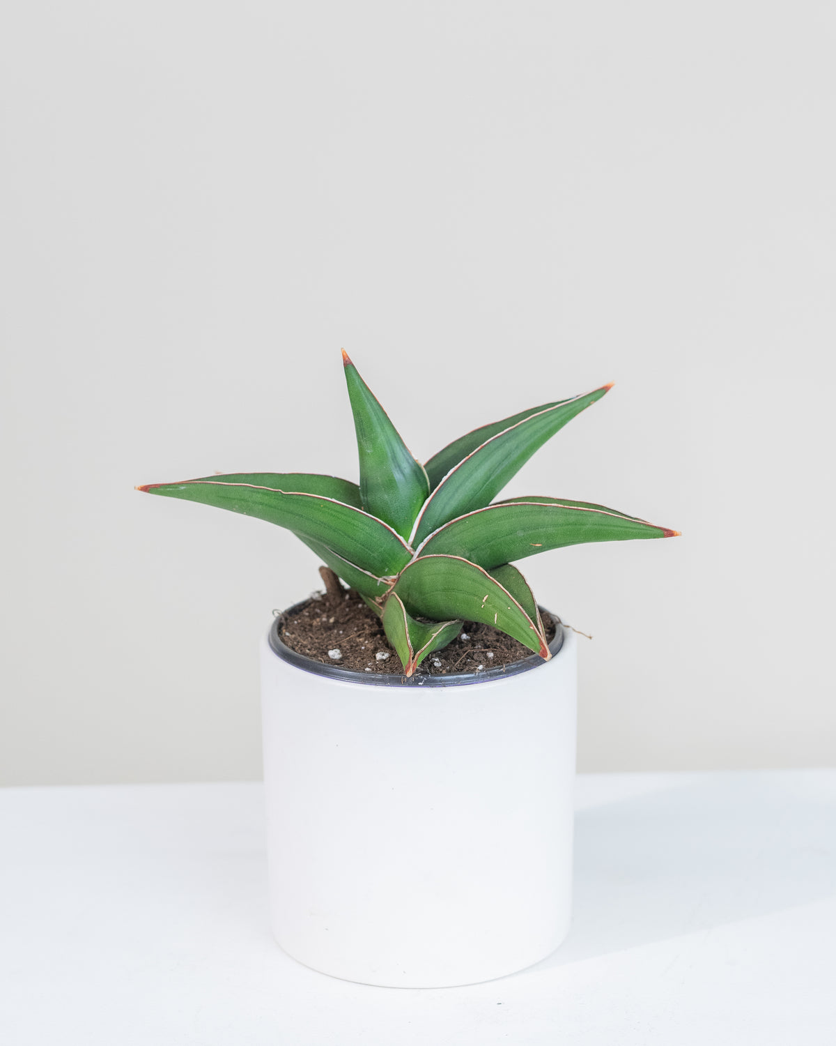 Sansevière ehrenbergii  « Samurai »