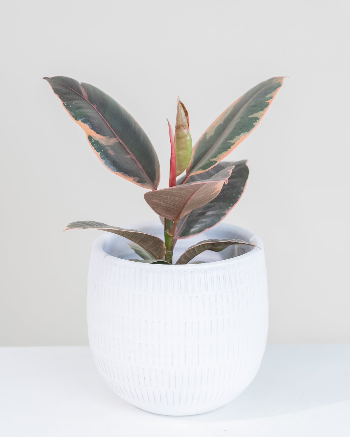 Ficus elastica « Ruby »