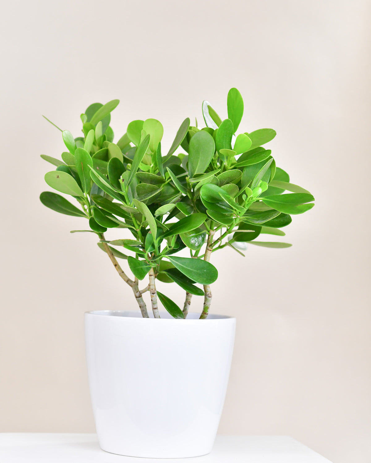 Clusia rosea « Princess »