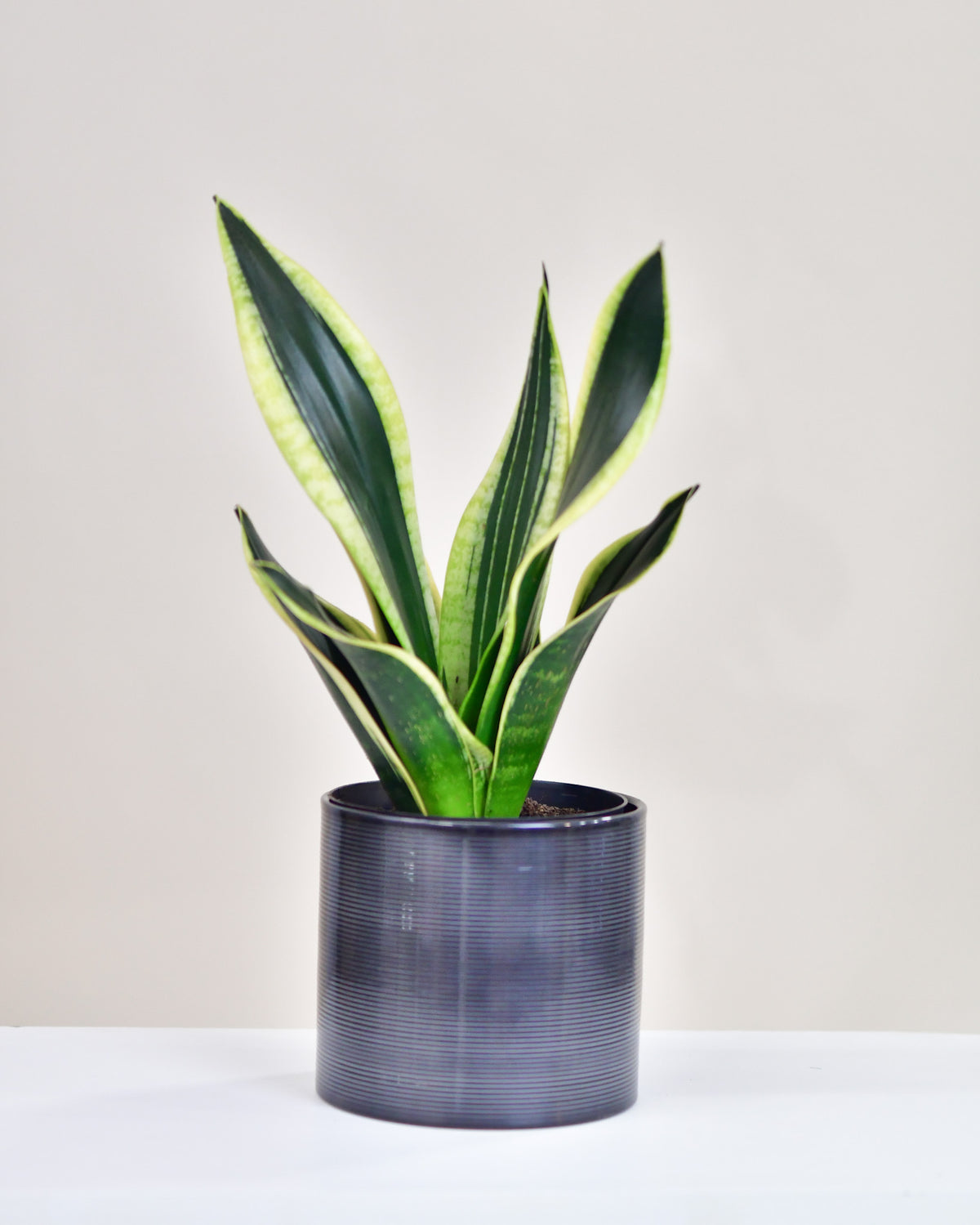 Sansevière « Black Gold »