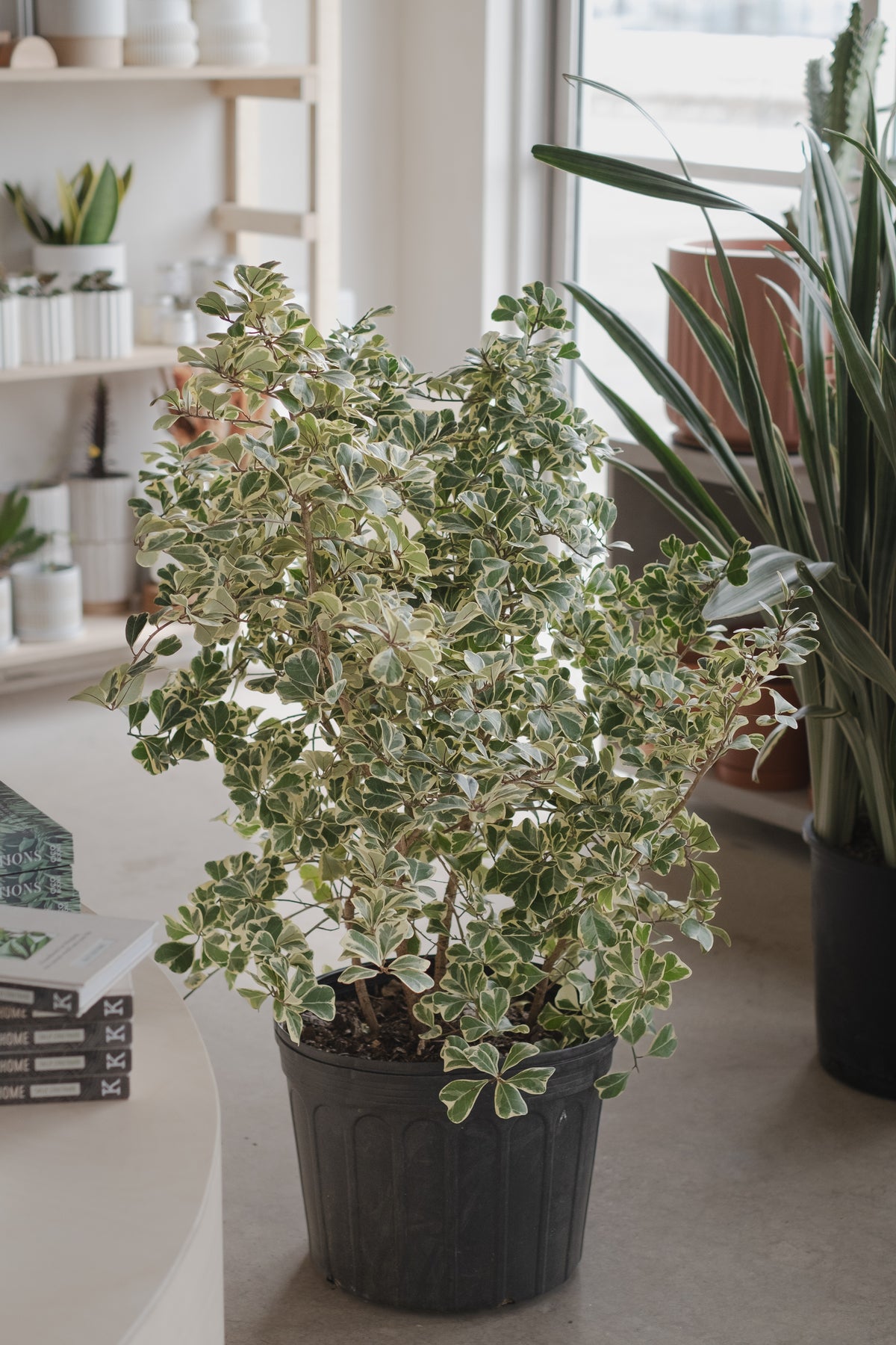 Ficus triangularis variegata