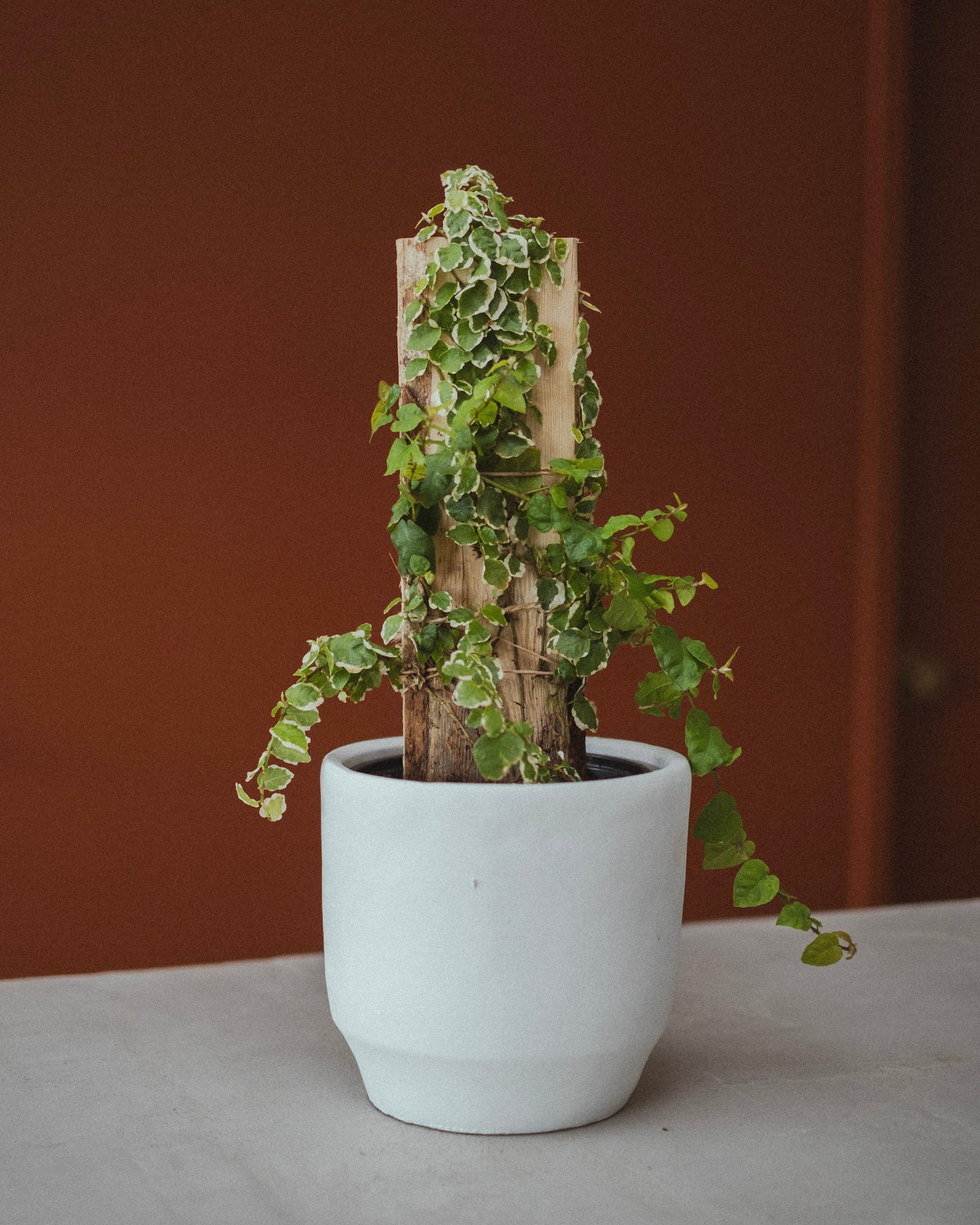 Ficus Pumila