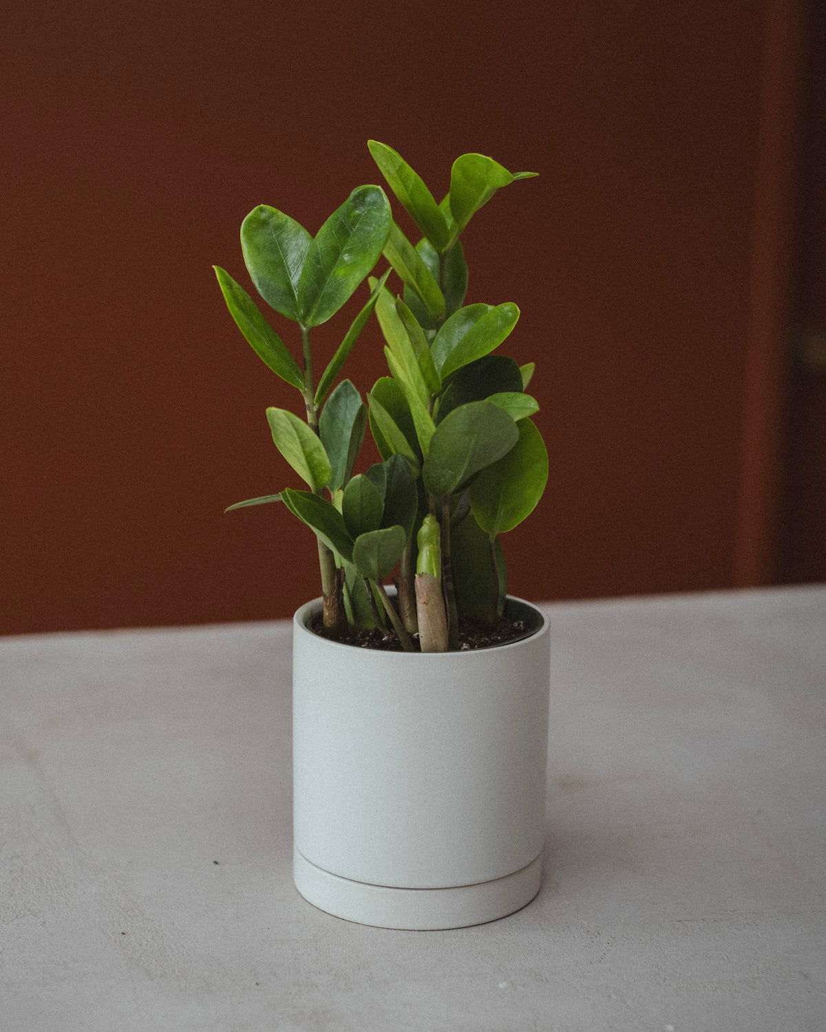 Zamioculcas zamiifolia