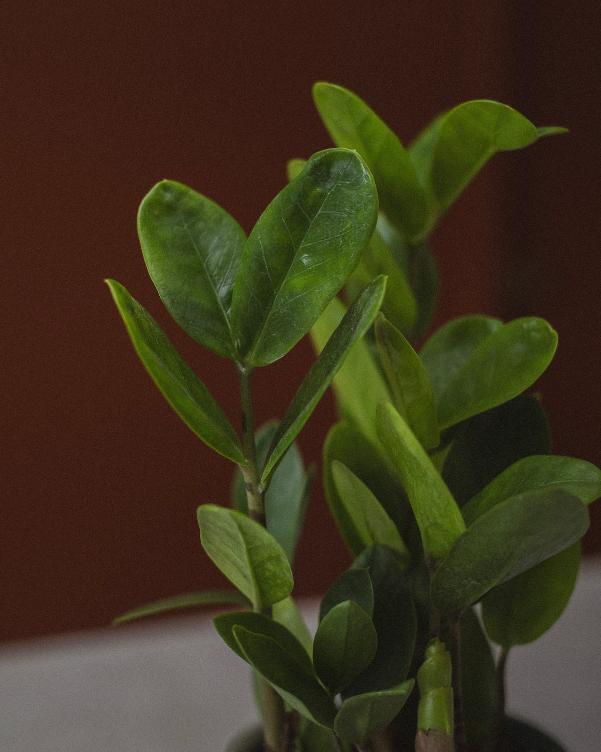 Zamioculcas zamiifolia