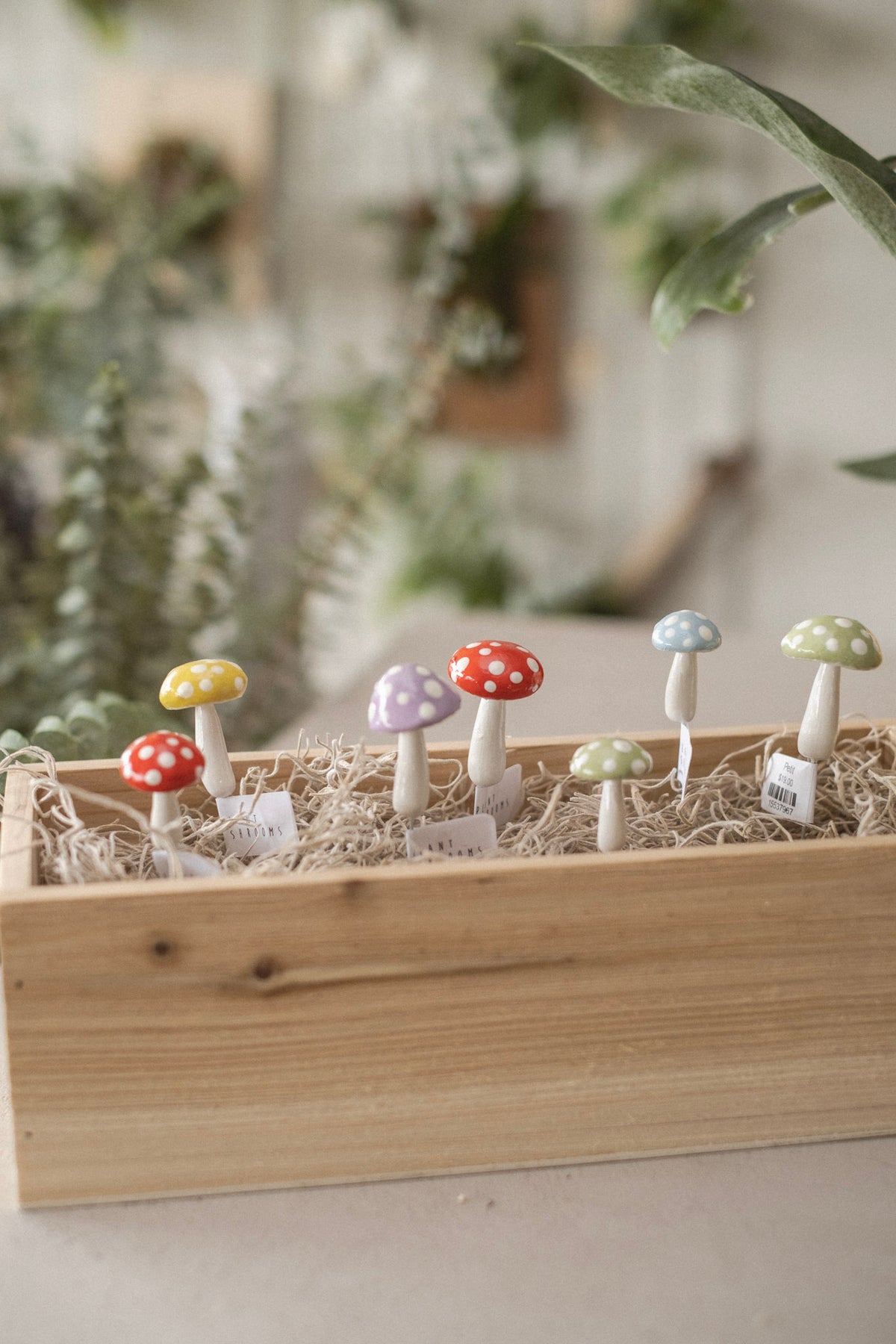 Champignons Décoratifs Plantshroom