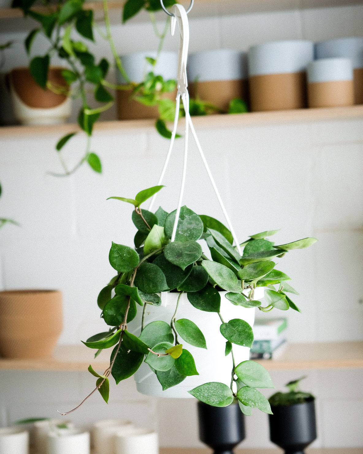 Hoya carnosa « Chelsea »