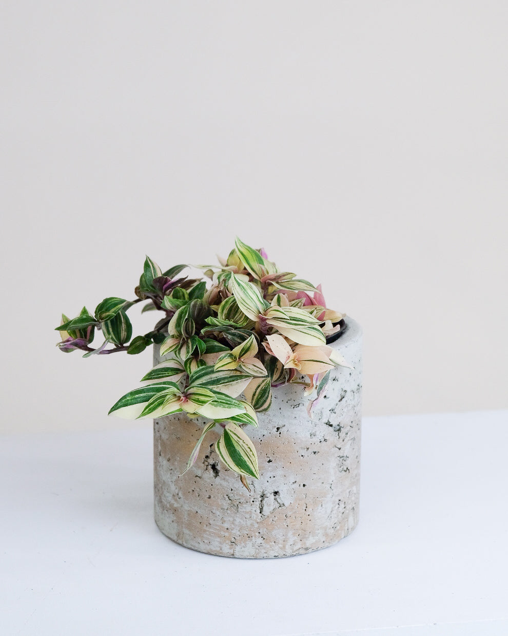 Tradescantia fluminensis « Tricolor »