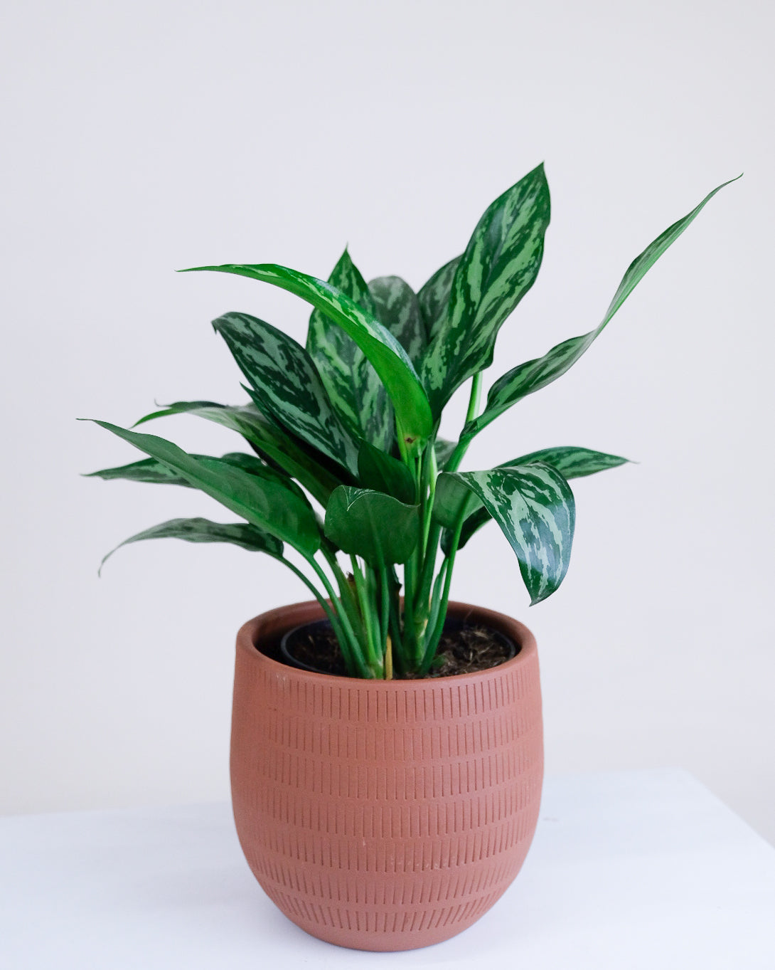Aglaonema « Tigress »