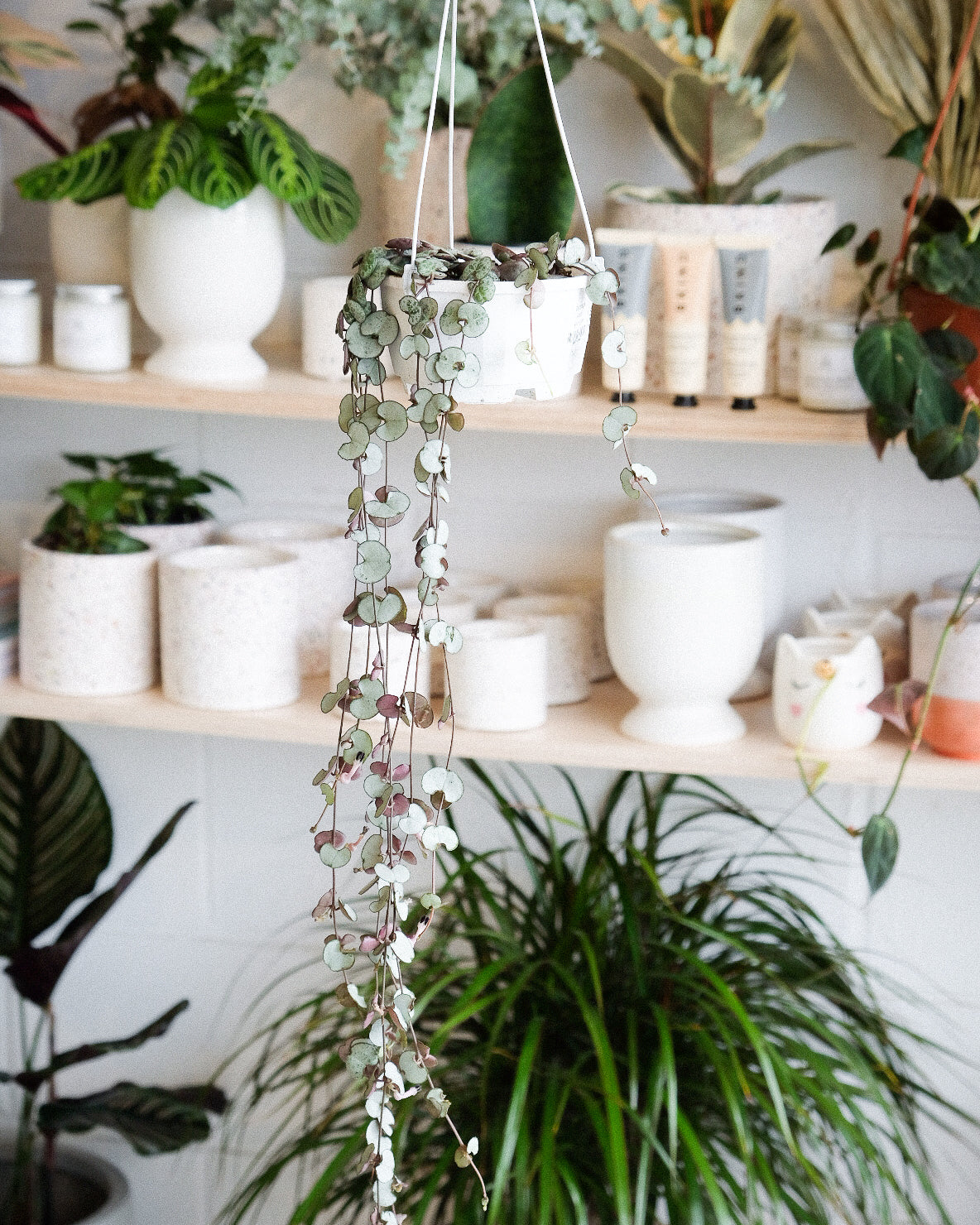 Ceropegia woodi « Silver Glory »