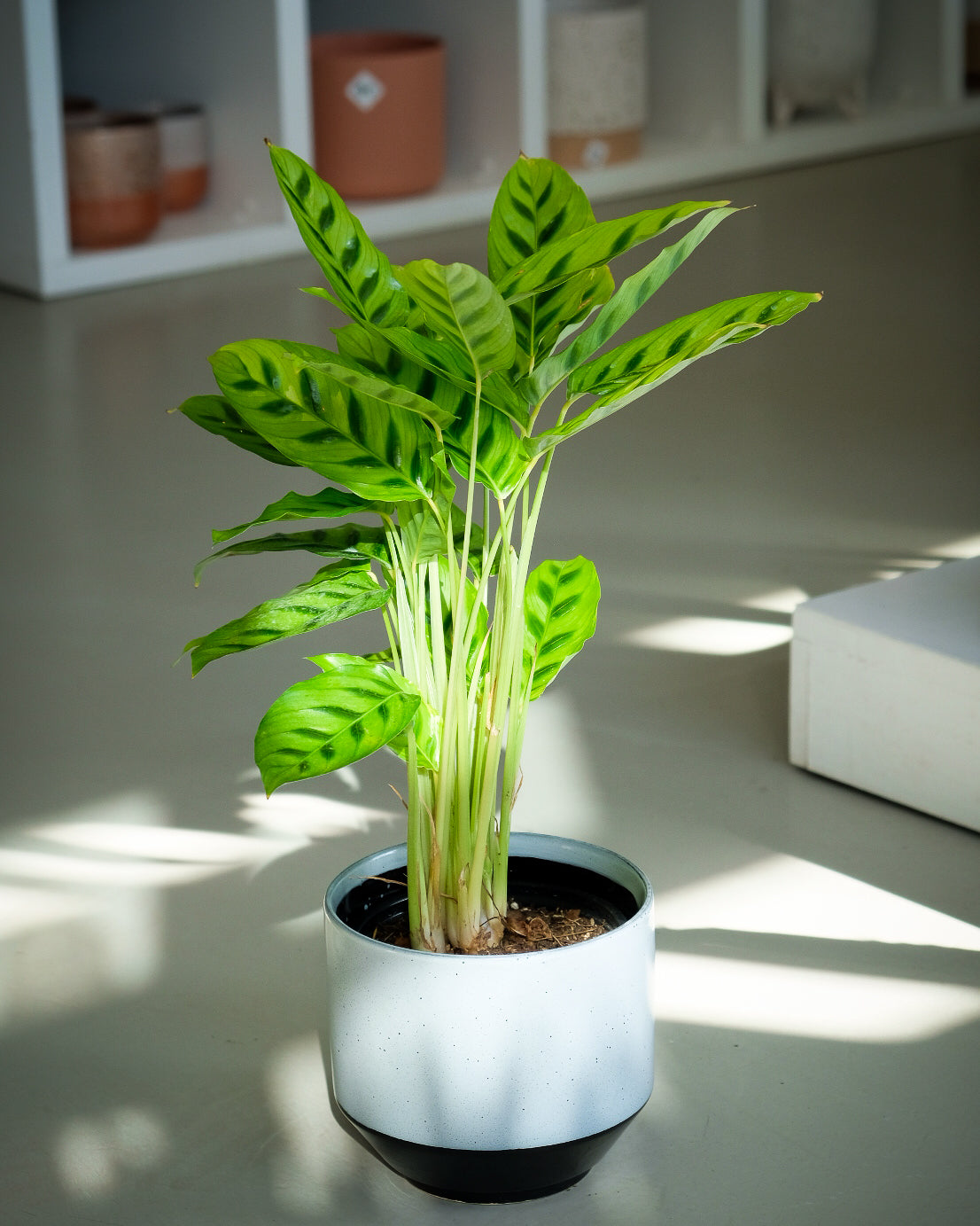Calathea leopardina