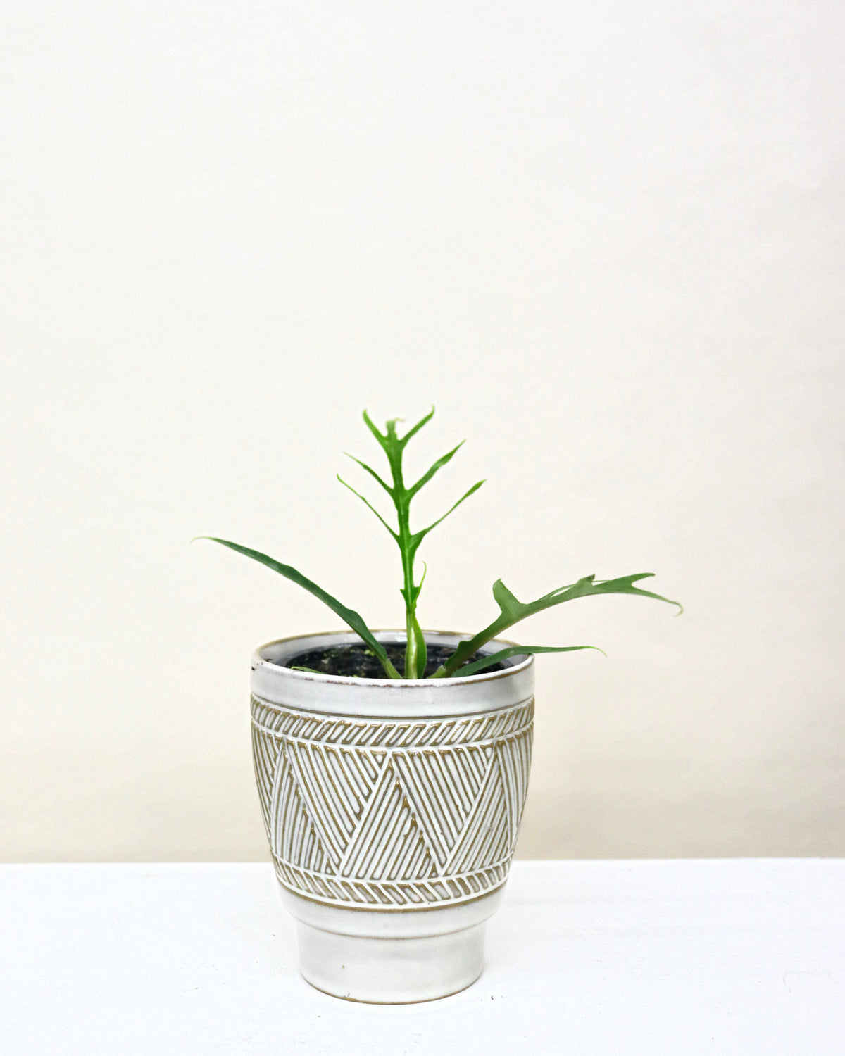 Philodendron Tortum
