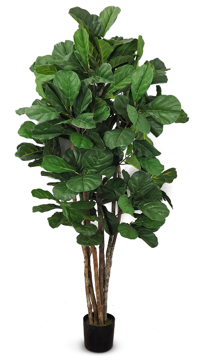 Ficus Lyrata Buisson