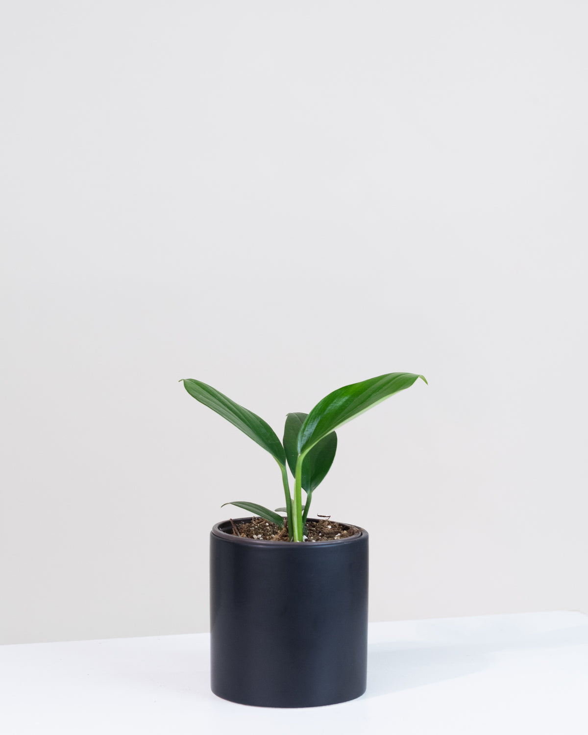 Rhaphidophora decursiva