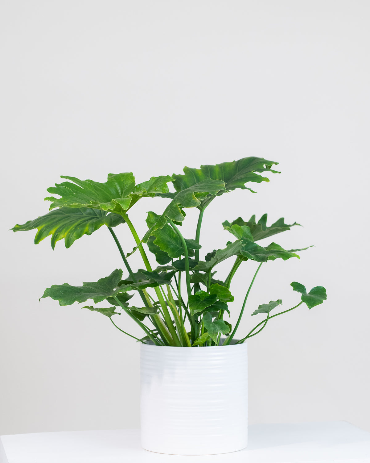 Philodendron selloum