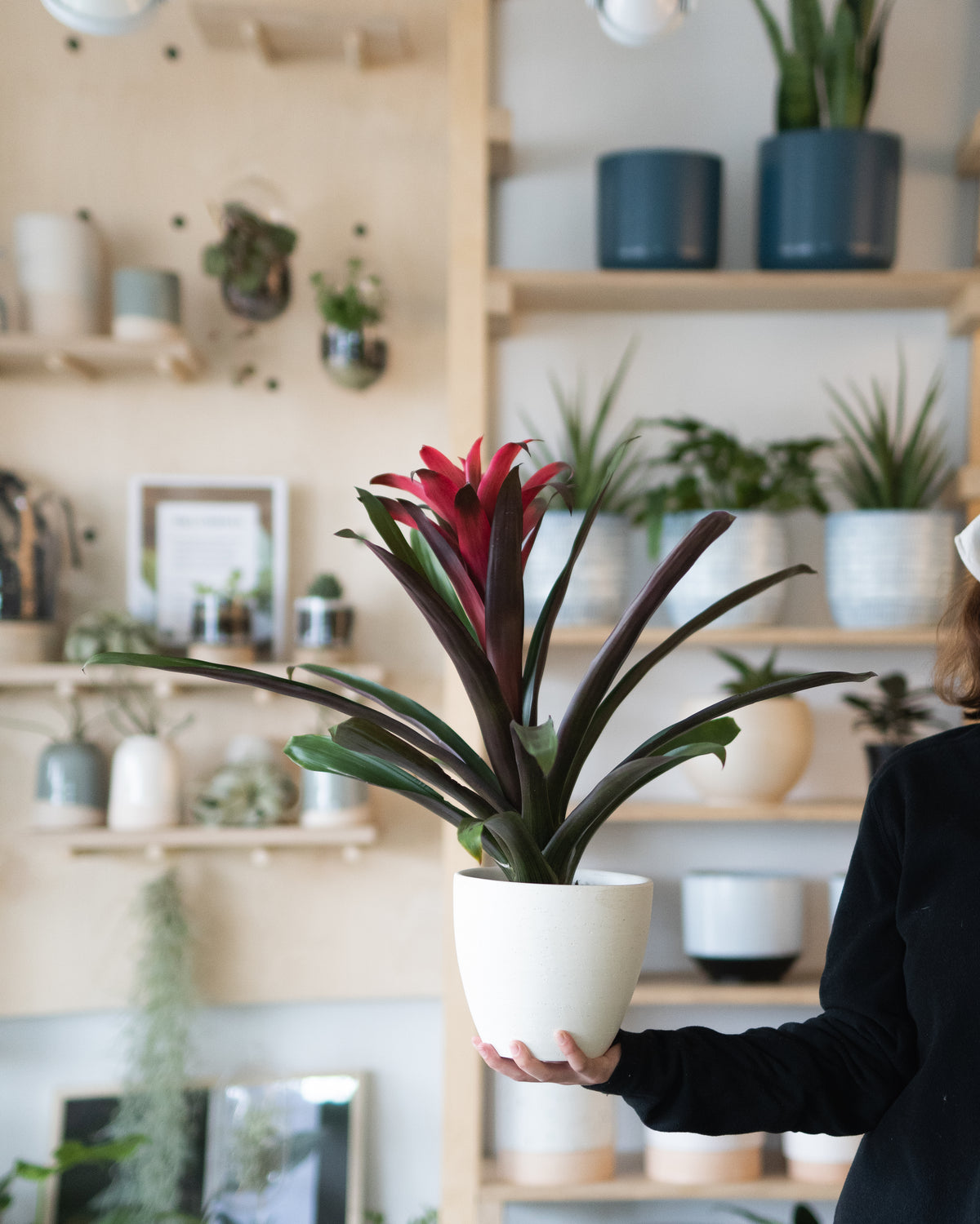 Guzmania assorti