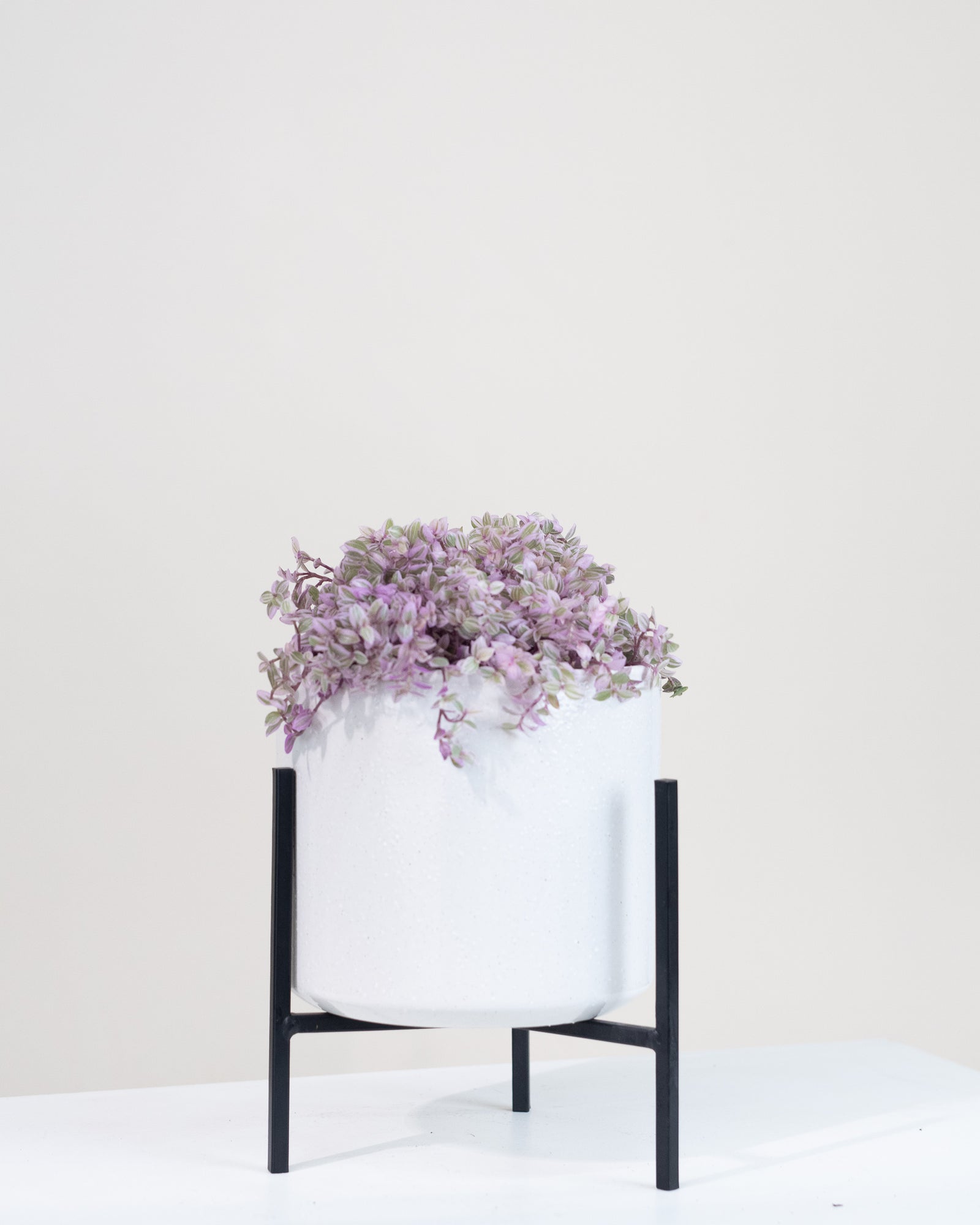 Callisia repens « Pink Lady »
