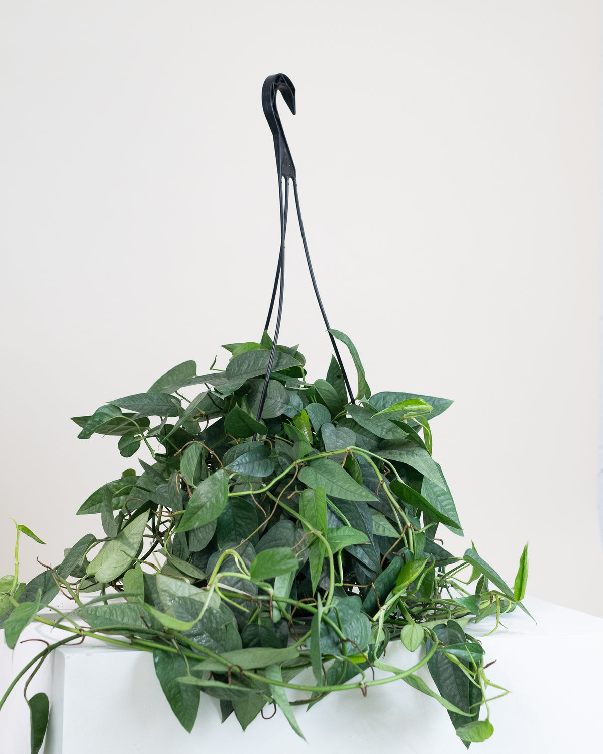 Pothos « Cebu Blue »