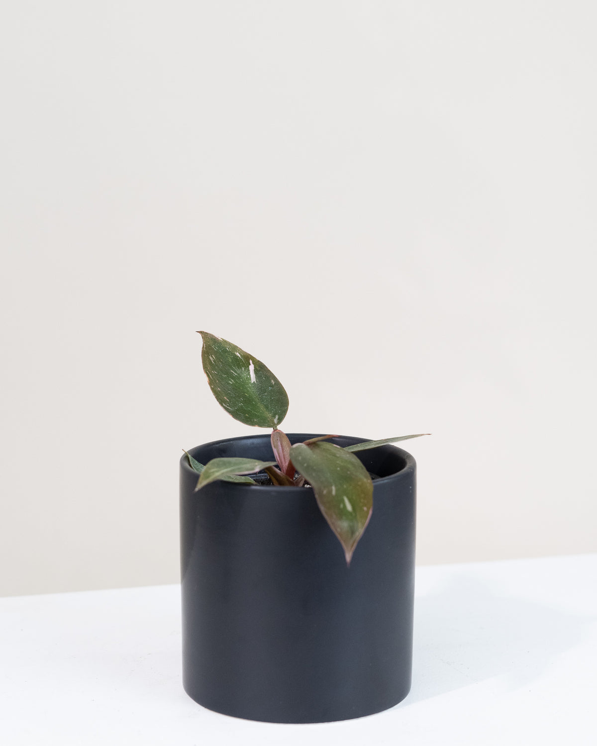 Philodendron « Pink Princess » 