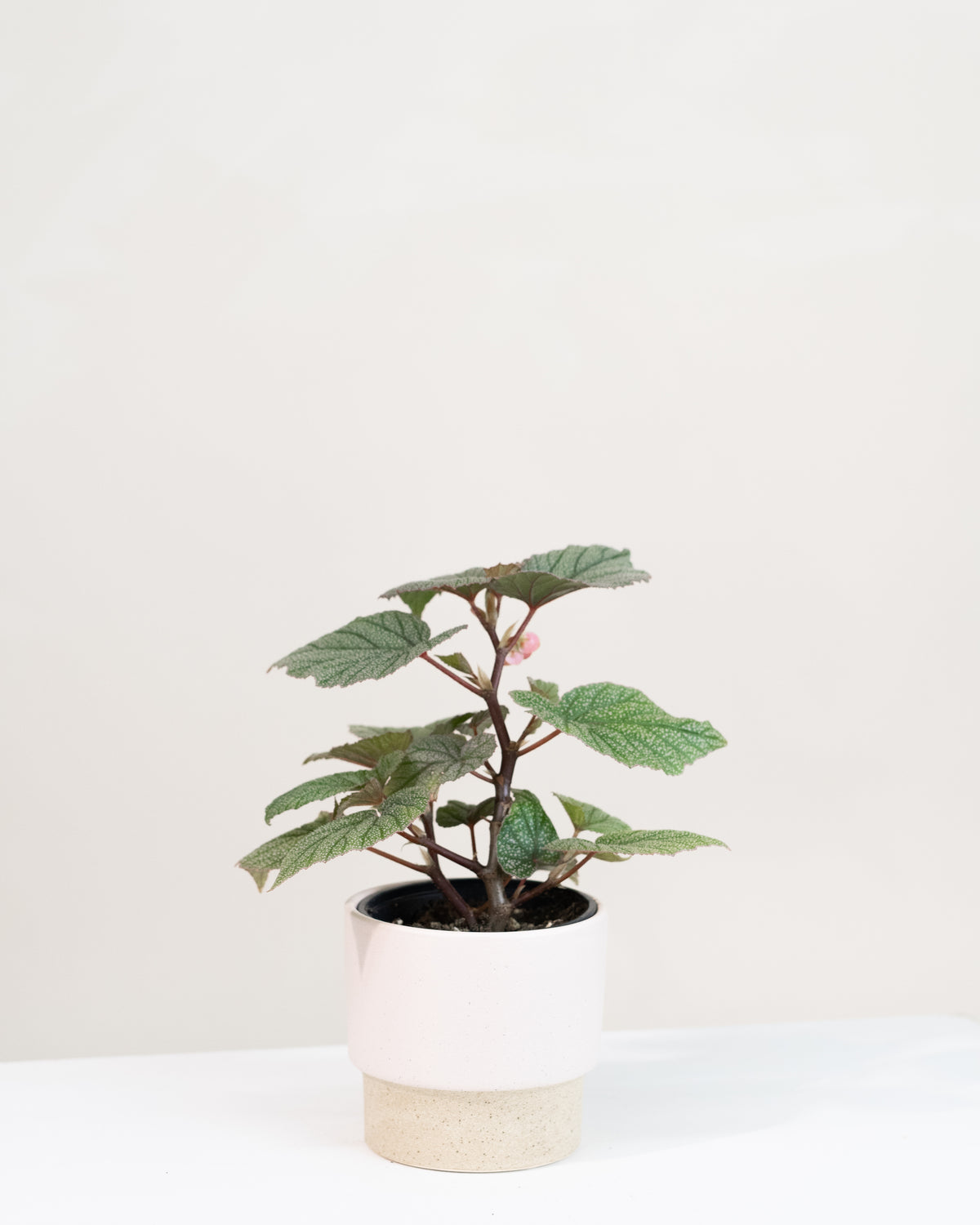 Begonia angel wing « Sinbad »