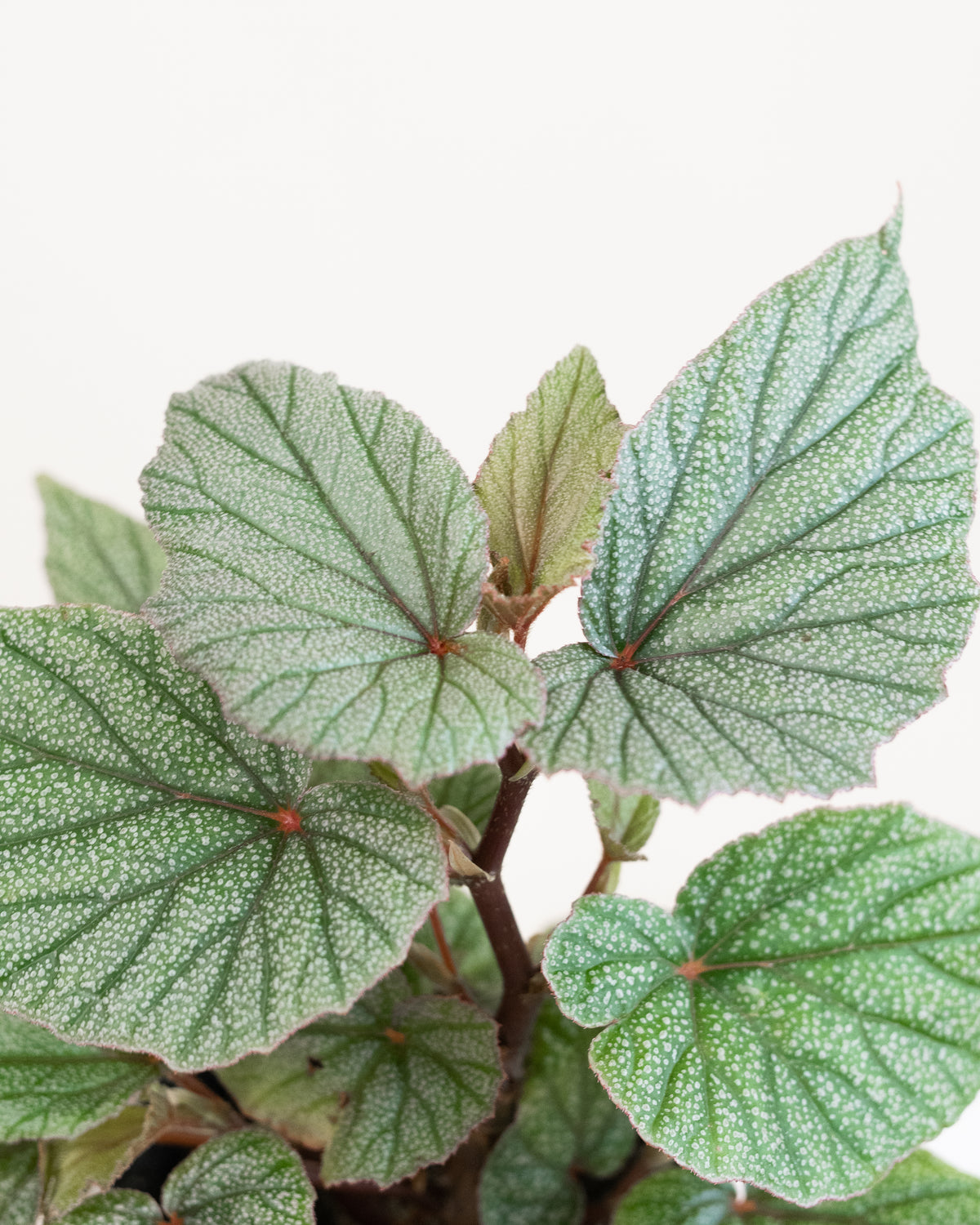 Begonia angel wing « Sinbad »