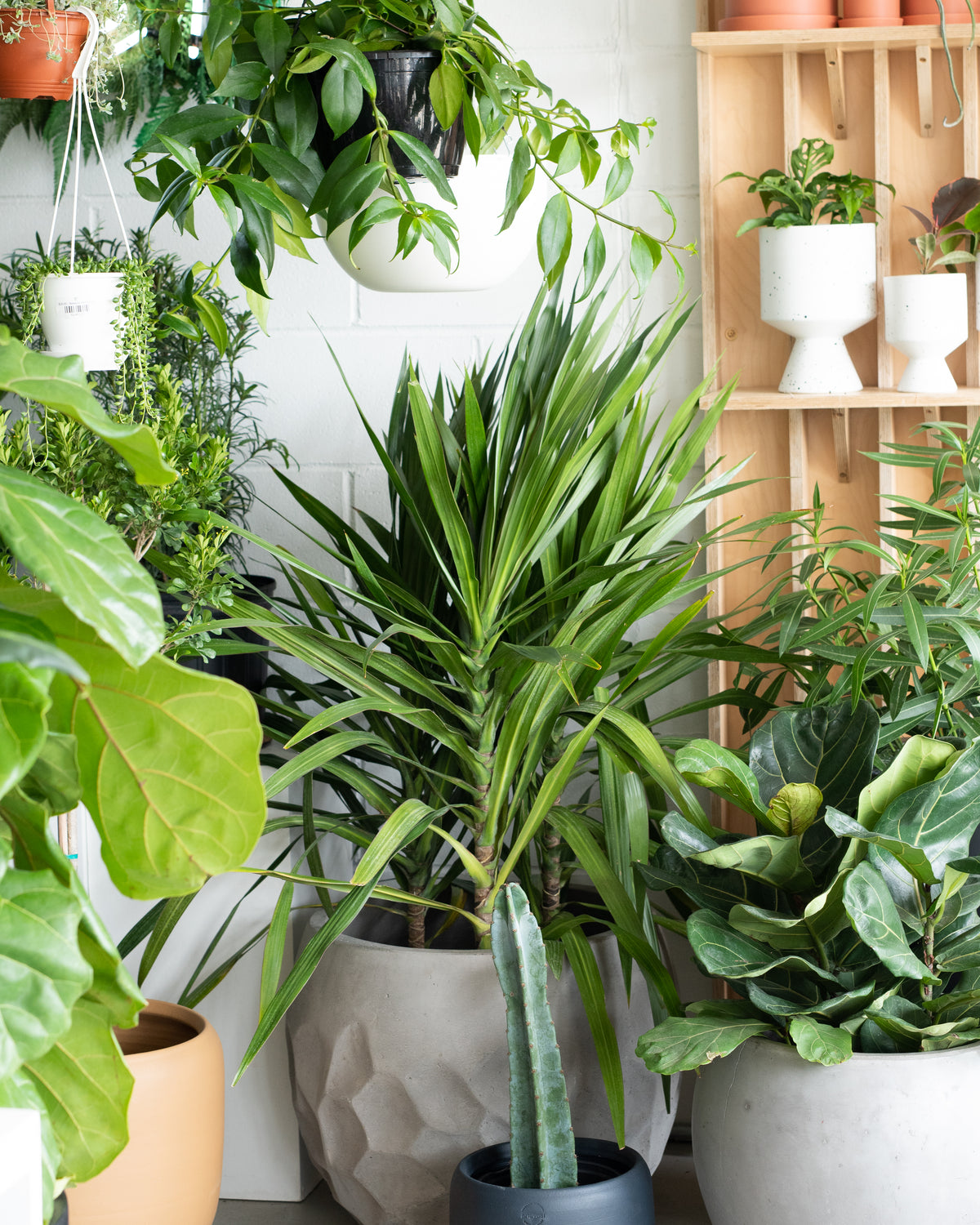 Dracaena marginata  « Tarzan »
