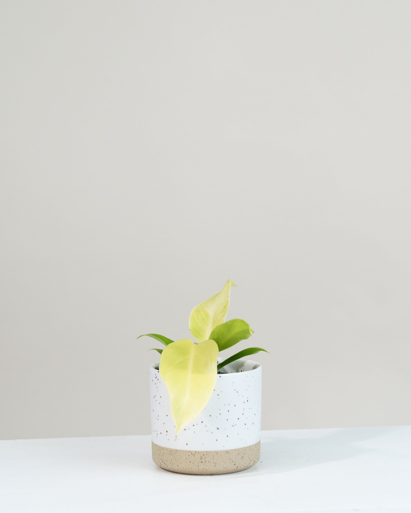 Philodendron moonlight