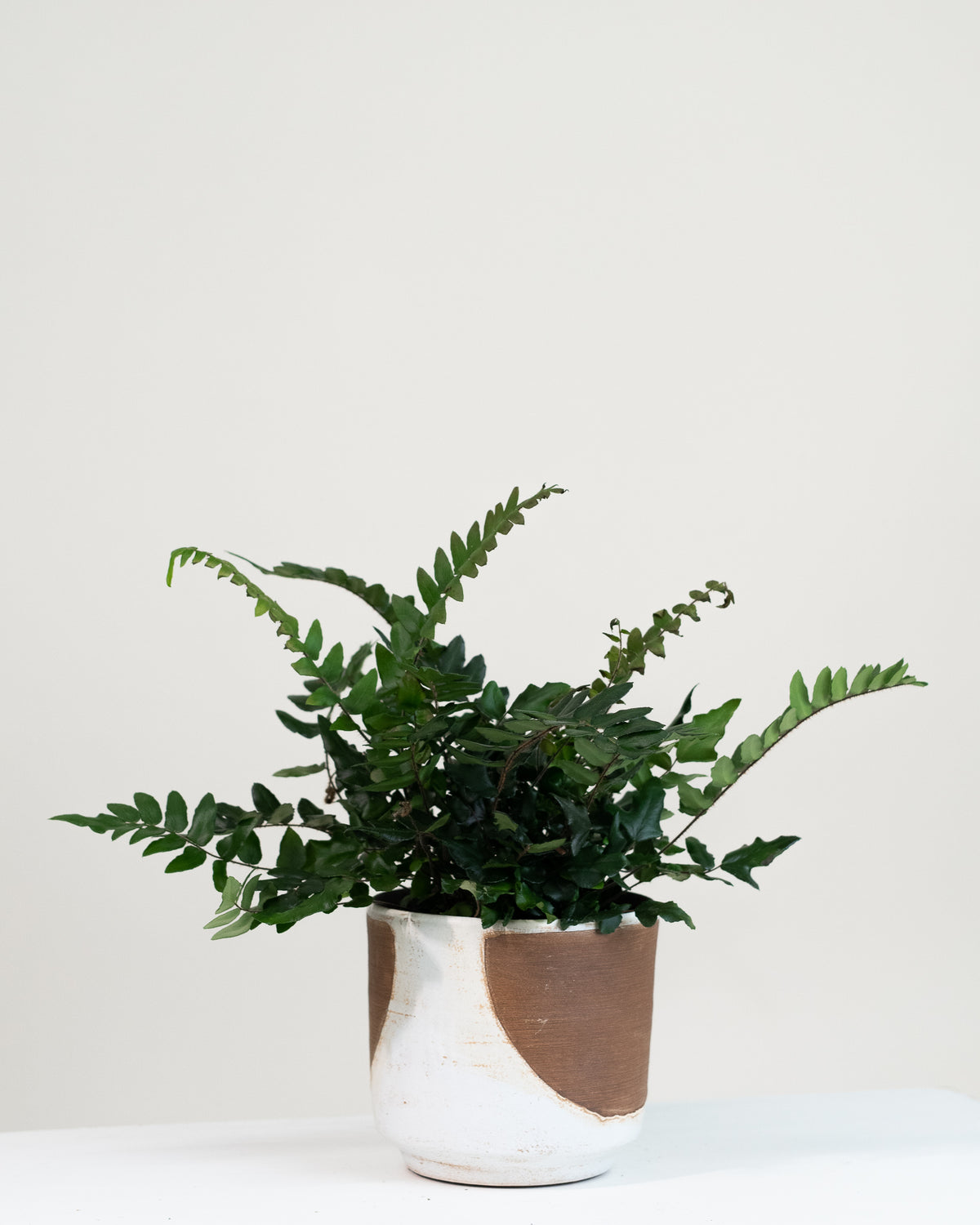 Pellaea falcata