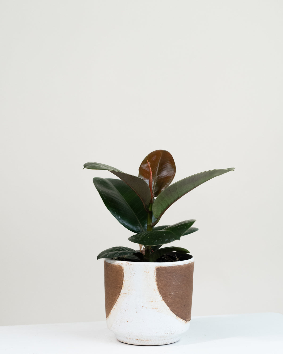 Ficus elastica « Robusta »