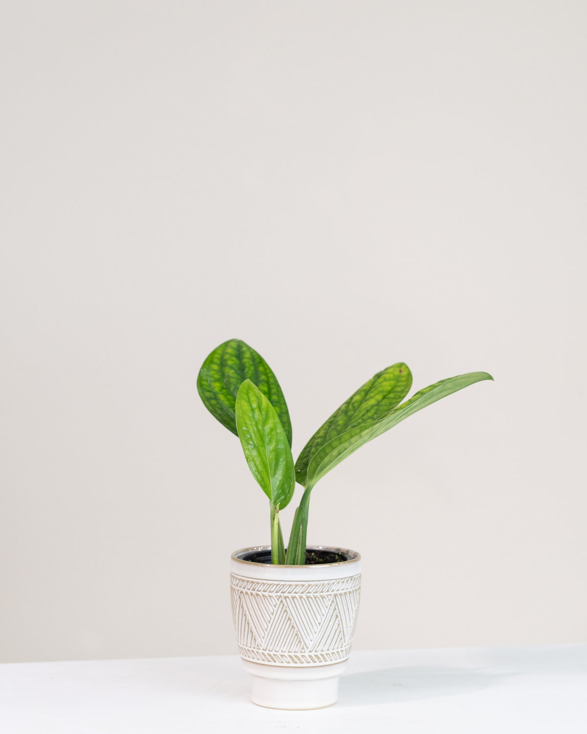 Monstera « Karstenianum » Peru