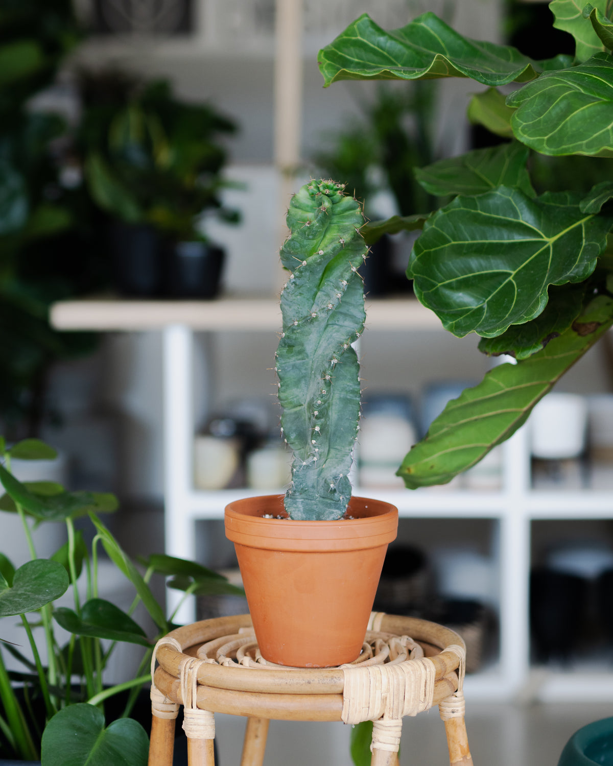 Cereus forbesii « Spiralis »