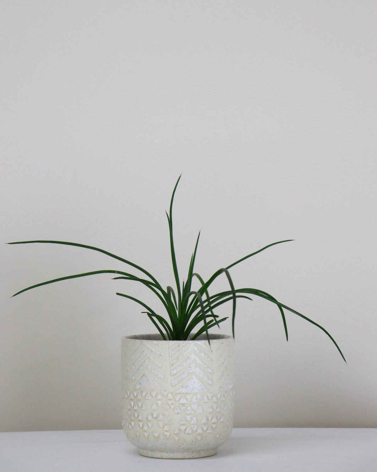 Agave geminiflora « Spaghetti Strap »